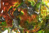 Ammonite Fossil with Mosasaur Bite Marks - Precious Ammolite! #350337-13
